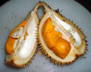 graveolenswilddurian.jpg