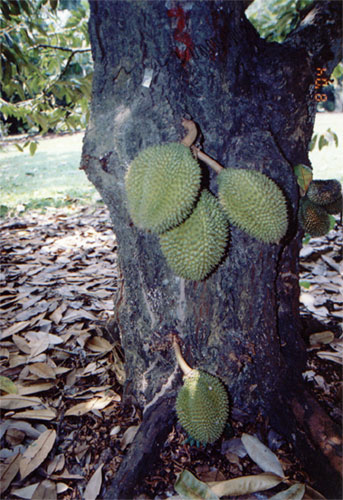 kurakuratestutinanium.jpg