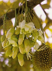 duriannflower.jpg